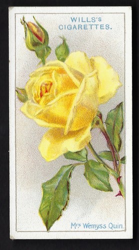 Wills roses 42 - -, mrs